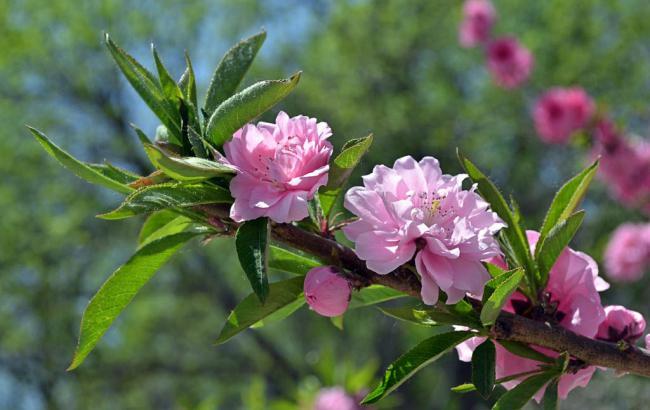 黄豆芥菜的做法大全_黄豆芥菜的做法大全